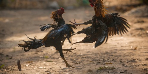 What Is The Fight Or Flight Response And How Does It Relate To Post-Traumatic Stress Disorder?