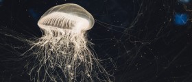 First Aid For A Jellyfish Sting: How Prevent A Jellyfish Sting, Treat One Without Medical Help, And What To Expect After
