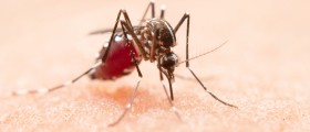 West Nile Virus: How Can It Be Prevented?