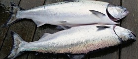 2 Healthiest Fish To Eat, And 2 Fish To Avoid