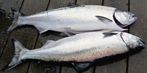 2 Healthiest Fish To Eat, And 2 Fish To Avoid