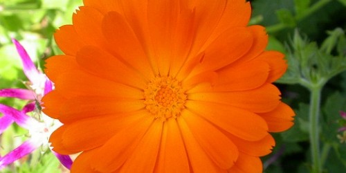 Secret Herbs For Healthy-Looking Skin