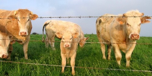 Hormones In Animals And Meat Quality