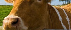 Top Reasons You Should Go Vegan