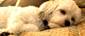 Should Your Dog Be Watching Dog TV Channel?