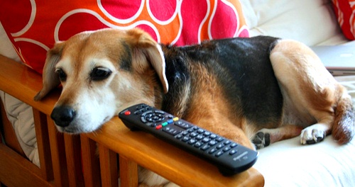 dog2.jpg