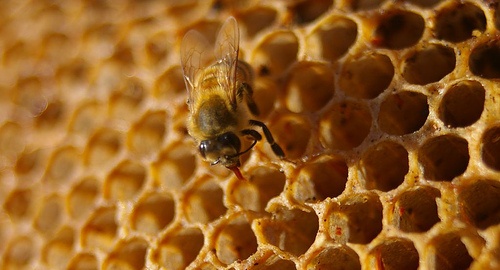 honey1.jpg
