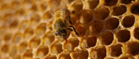 How To Recognize Real Honey