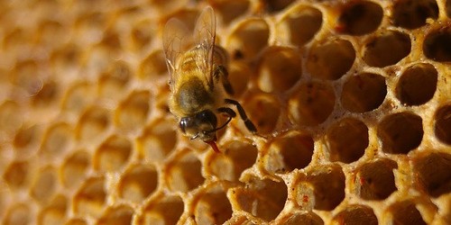 How To Recognize Real Honey