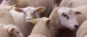 Chinese Clone A Sheep That Produces Good Type Of Fat