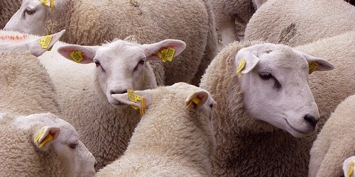 Chinese Clone A Sheep That Produces Good Type Of Fat