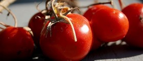 Easy Foods To Grow Without A Garden