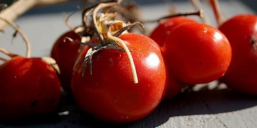 Easy Foods To Grow Without A Garden