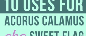 10 Uses For Acorus Calamus (Sweet Flag): Cure-All Wonder Drug Or Grave Danger?