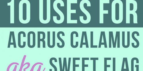 10 Uses For Acorus Calamus (Sweet Flag): Cure-All Wonder Drug Or Grave Danger?