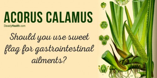 Acorus Calamus: Use Sweet Flag For Gastrointestinal Ailments (Ulcers, Upset Stomach, Flatulence)?