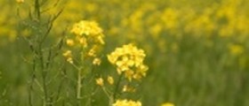 Long-Acting Allergy Vaccines On The Way