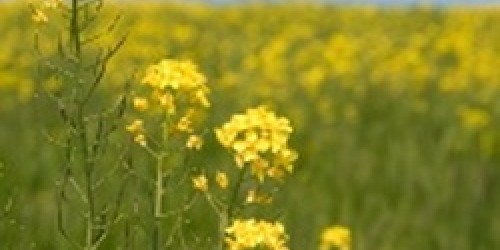 Long-Acting Allergy Vaccines On The Way