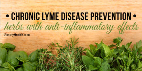 Chronic Lyme Disease Prevention: Herbs With Anti-Inflammatory Effects