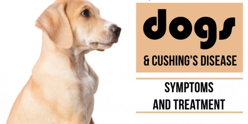 Dogs And Cushing's Disease: Symptoms And Treatment