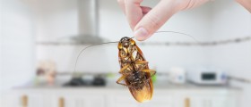 5 Things You Need To Know About Cockroach Allergy