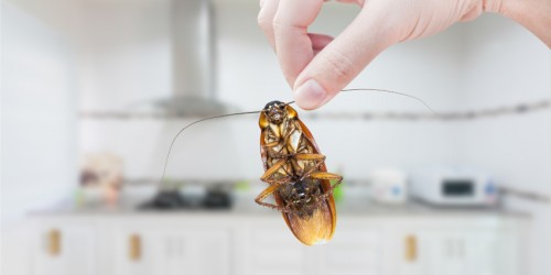 5 Things You Need To Know About Cockroach Allergy