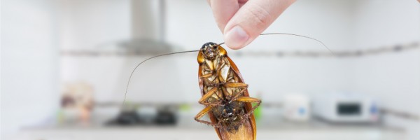 5 Things You Need To Know About Cockroach Allergy