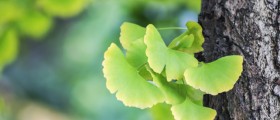 9 Herbal Remedies That Can Help Treat Multiple Sclerosis Symptoms