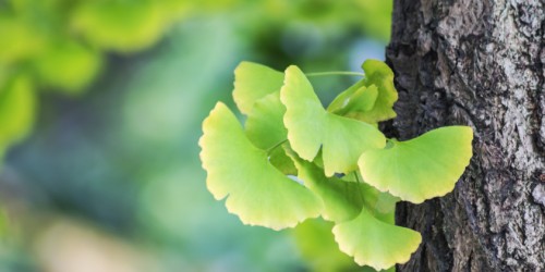 9 Herbal Remedies That Can Help Treat Multiple Sclerosis Symptoms