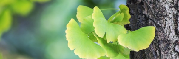 9 Herbal Remedies That Can Help Treat Multiple Sclerosis Symptoms