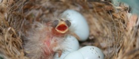 Natural Ways To Boost Fertility