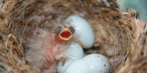 Natural Ways To Boost Fertility