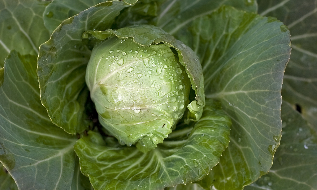 Cabbage The Overlooked Superfood Nutrition & Dieting articles Well
