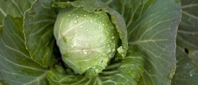 Cabbage: The Overlooked Superfood