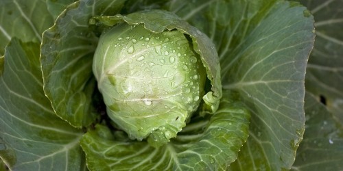 Cabbage: The Overlooked Superfood