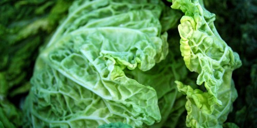 Dangerous Levels of Heavy Metals Found in Kale, Especially Organic Varieties