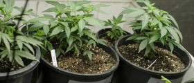 Marijuana Use During Pregnancy: What’s The Concern?