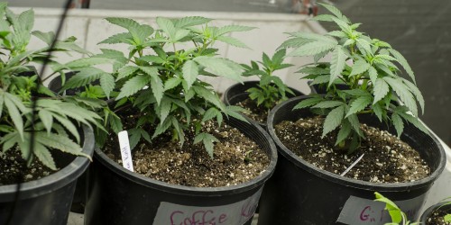 Marijuana Use During Pregnancy: What’s The Concern?