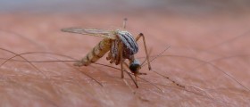10 Mosquito Borne Diseases