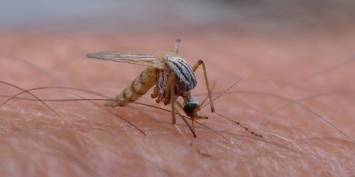 10 Mosquito Borne Diseases