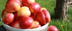 Are Nectarines As Good As Peaches?