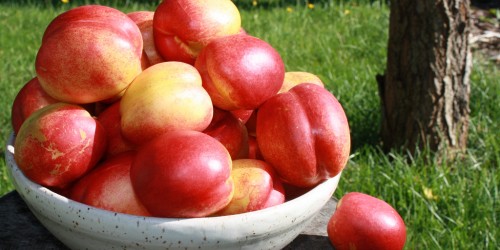 Are Nectarines As Good As Peaches?