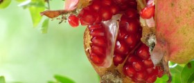 Are Pomegranates Good For You?