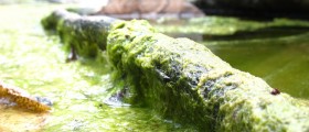 Environmental Poison May Cause Alzheimer's, Other Forms Of Dementia