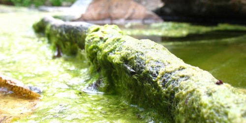 Environmental Poison May Cause Alzheimer's, Other Forms Of Dementia