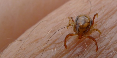 Long-Term Antibiotics Don't Work In Lyme Disease Treatment