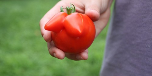 Breast Changes During Pregnancy