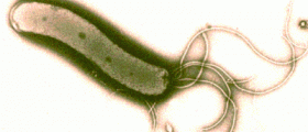 Helicobacter pylori: The Bacteria that Cause Ulcers