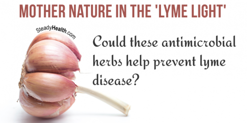Mother Nature In the 'Lyme Light': Could These Antimicrobial Herbs Help Prevent Lyme Disease?