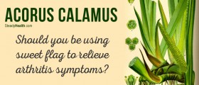 Should You Be Using Acorus Calamus (Sweet Flag) To Relieve Arthritis Symptoms?